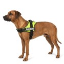 Harnais réglable pour chien Pluto vert fluo L