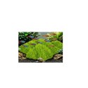 Décoration aquarium gazon vert Kozma