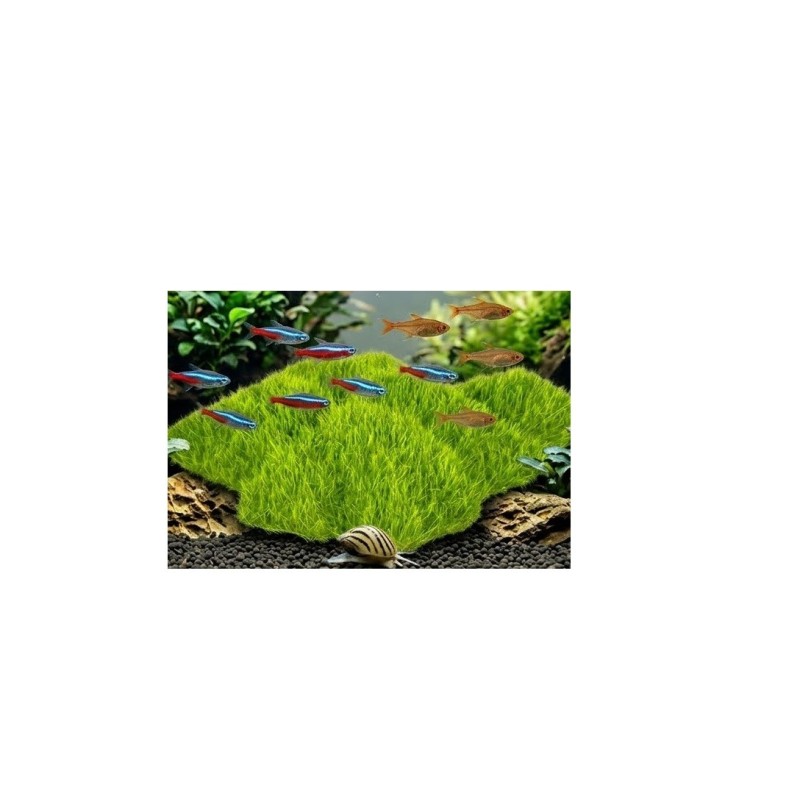 Décoration aquarium gazon vert Kozma