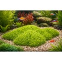 Décoration aquarium gazon vert Kozma