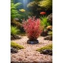 Plante Aquarium Sri Lanka – Décoration Tropicale (Modèle Aléatoire)