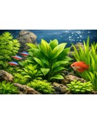 Plantes d'aquarium